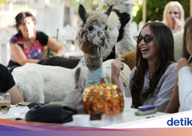 Gemas! Di Kafe Ini Pengunjung Bakal Ditemani 6 Alpaka Lucu