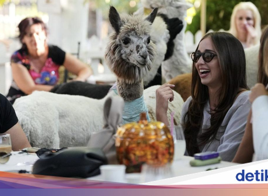 Gemas! Di Kafe Ini Pengunjung Bakal Ditemani 6 Alpaka Lucu