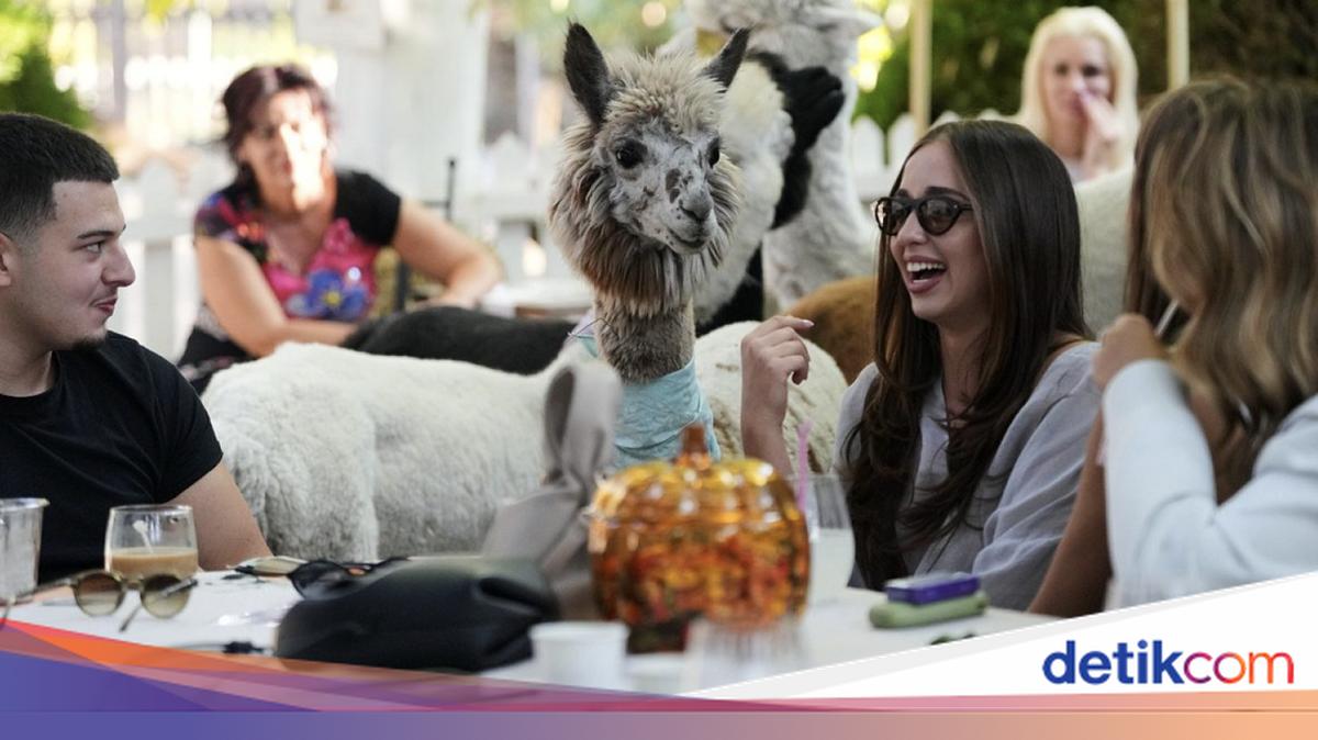 Gemas! Di Kafe Ini Pengunjung Bakal Ditemani 6 Alpaka Lucu